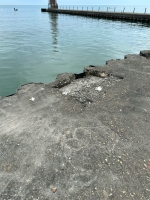 Dog face. On the concrete deck near the water line. Chicago lakefront stone carvings, between Foster Avenue Beach and Montrose. 2024 Dog face. On the concrete deck near the water line. Chicago lakefront stone carvings, between Foster Avenue Beach and Montrose. 2024