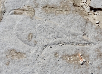 Seagull. Buried under the dune along the west edge of the beach. Chicago lakefront stone carvings, Foster Avenue Beach. 2017