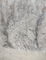 Bearded king. Chicago lakefront stone carvings, between Foster Avenue and Bryn Mawr. 2017