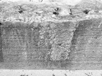 North Carolina, with dogwood flower. Vertical. Chicago lakefront stone carvings, between Foster Avenue and Bryn Mawr. 2021 North Carolina, with dogwood flower. Vertical. Chicago lakefront stone carvings, between Foster Avenue and Bryn Mawr. 2021