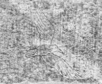 Bird in flight. Chicago lakefront stone carvings, between Foster Avenue and Bryn Mawr. 2017 Bird in flight. Chicago lakefront stone carvings, between Foster Avenue and Bryn Mawr. 2017