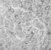 Panther, detail. Level 2. Chicago lakefront stone carvings between Foster Avenue and Bryn Mawr. 2017 Panther, detail. Level 2. Chicago lakefront stone carvings between Foster Avenue and Bryn Mawr. 2017