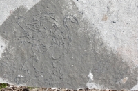 Lion rampant. Chicago lakefront stone carvings, between Foster Avenue and Bryn Mawr. 2017