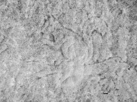 Squirrel. Chicago lakefront stone carvings, between Foster Avenue and Bryn Mawr. 2018 Squirrel. Chicago lakefront stone carvings, between Foster Avenue and Bryn Mawr. 2018