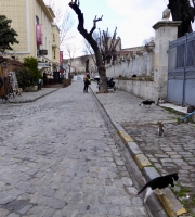 Stray cats outside Hagia Sophia