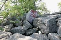 Skull. Chicago lakefront stone paintings, 57th Street Beach. 2021