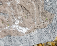 Ha. Chicago lakefront stone carvings, behind La Rabida Hospital, 65th Street and the Lake. 2018 Ha. Chicago lakefront stone carvings, behind La Rabida Hospital, 65th Street and the Lake. 2018