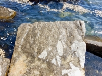 Nacho. Chicago lakefront stone carvings, south of La Rabida Hospital, 65th Street and the Lake. 2018 Nacho. Chicago lakefront stone carvings, south of La Rabida Hospital, 65th Street and the Lake. 2018