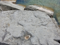 Chuck E. Chicago lakefront stone carvings, behind La Rabida Hospital, 65th Street and the Lake. 2018 Chuck E. Chicago lakefront stone carvings, behind La Rabida Hospital, 65th Street and the Lake. 2018