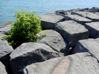 Chicago lakefront stone carvings, behind La Rabida Hospital, 65th Street and the Lake. 2018 Chicago lakefront stone carvings, behind La Rabida Hospital, 65th Street and the Lake. 2018