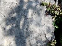 Bob, DR. Chicago lakefront stone carvings, behind La Rabida Hospital, 65th Street and the Lake. 2018