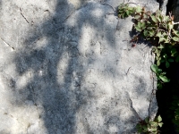Bob, DR. Chicago lakefront stone carvings, behind La Rabida Hospital, 65th Street and the Lake. 2018 Bob, DR. Chicago lakefront stone carvings, behind La Rabida Hospital, 65th Street and the Lake. 2018