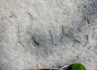 Rus. Chicago lakefront stone carvings, behind La Rabida Hospital, 65th Street and the Lake. 2018