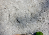 Rus. Chicago lakefront stone carvings, behind La Rabida Hospital, 65th Street and the Lake. 2018 Rus. Chicago lakefront stone carvings, behind La Rabida Hospital, 65th Street and the Lake. 2018