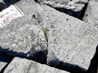 Anne, EC, Dutchy, Jack G, Laura + Fred. Chicago lakefront stone carvings, behind La Rabida Hospital, 65th Street and the Lake. 2018