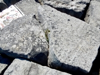 Anne, EC, Dutchy, Jack G, Laura + Fred. Chicago lakefront stone carvings, behind La Rabida Hospital, 65th Street and the Lake. 2018 Anne, EC, Dutchy, Jack G, Laura + Fred. Chicago lakefront stone carvings, behind La Rabida Hospital, 65th Street and the Lake. 2018