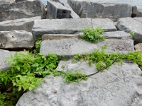 Chicago lakefront stone carvings, behind La Rabida Hospital, 65th Street and the Lake. 2018