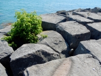 Chicago lakefront stone carvings, behind La Rabida Hospital, 65th Street and the Lake. 2018