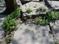 1941, Nov. 10, 1941, A.A. Capell Jr. Chicago lakefront stone carvings, behind La Rabida Hospital, 65th Street and the Lake. 2018