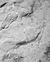 Horse. Chicago lakefront stone carvings, between Foster Avenue and Montrose. Before 2003 Horse. Chicago lakefront stone carvings, between Foster Avenue and Montrose. Before 2003