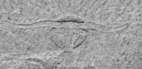 Steer. Chicago lakefront stone carvings, between Foster Avenue and Bryn Mawr. 2017 Steer. Chicago lakefront stone carvings, between Foster Avenue and Bryn Mawr. 2017