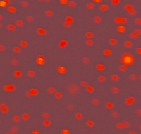 Reddish fireworks closeup