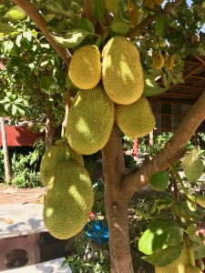 Jackfruit at Lolei, Siem Reap