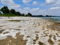 The shoreline south of La Rabida Hospital. 2022