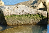 Verno, detail. Chicago lakefront stone carvings, south of La Rabida Hospital. 2021