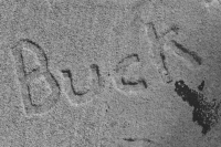 Buck. Lost. Chicago lakefront stone carvings, south of Montrose Harbor. 2008