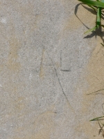 Al, detail. Chicago lakefront stone carvings, near Montrose Beach. 2022 Al, detail. Chicago lakefront stone carvings, near Montrose Beach. 2022