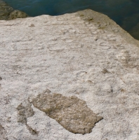 Bob, Bo, Sis and others (detail). Chicago lakefront stone carvings, south of La Rabida Hospital. 2025