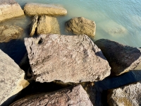 Bill. Chicago Lakefront stone carvings, south of La Rabida Hospital. 2025