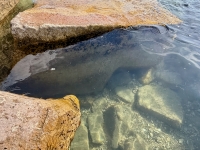 RO, under water. Chicago lakefront stone carvings, behind La Rabida Hospital, 65th Street and the Lake. 2026