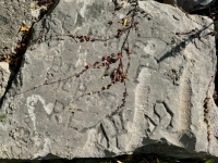 Charles, Rich, R.C., AVR, others, plus an indeterminant shape lower right. Chicago lakefront stone carvings, between 45th Street and Hyde Park Blvd. 2023 Charles, Rich, R.C., AVR, others, plus an indeterminant shape lower right. Chicago lakefront stone carvings, between 45th Street and Hyde Park Blvd. 2023