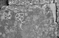 Bee, flower and cat. The cat is mostly faded away. Chicago lakefront stone carvings, between 45th Street and Hyde Park Blvd. 2021