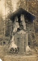 Stump House, Homestead, Washington, postcard