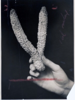 "Freak" corn cob "Freak" corn cob