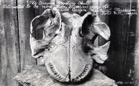 Oregon Mystery Skull, Gold Hill, Oregon, postcard Oregon Mystery Skull, Gold Hill, Oregon, postcard