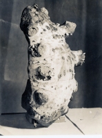 Petrified wood found in Miami, press photo