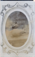 Potato duck postcard Potato duck postcard