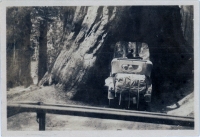 Tree tunnel snapshot