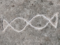 Abstract kissing fish (detail), fish. Made at the June 20, 2026, DIY carving workshop. Chicago lakefront stone carvings, Promontory Point. 2026