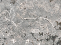 P, box, EB, fish, incomplete crab (detail). Chicago lakefront stone carvings, Promontory Point. 2025