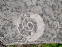 Snail. Made at the June 20, 2026, DIY carving workshop. Chicago lakefront stone carvings, Promontory Point. 2026