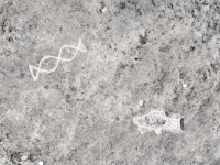 Abstract kissing fish, fish. Made at the June 20, 2026, DIY carving workshop. Chicago lakefront stone carvings, Promontory Point. 2026