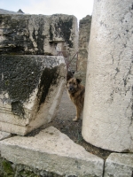 Pompeii dog