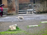 Pompeii dog