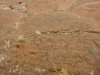 Closely spaced anthropomorphic figures at the Puako petroglyph site