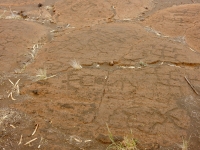 Closely spaced anthropomorphic figures at the Puako petroglyph site